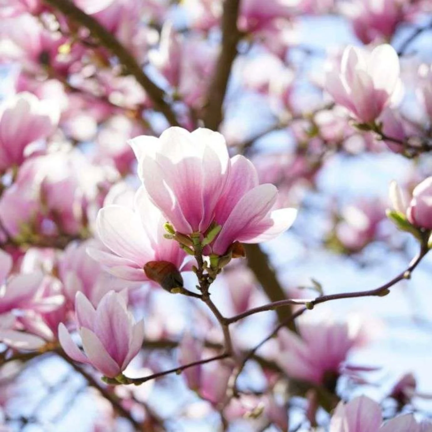Saucer Magnolia Tree — Anga's Farm & Nursery